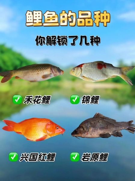 大鲤鱼图片大全_如何挑选高清图