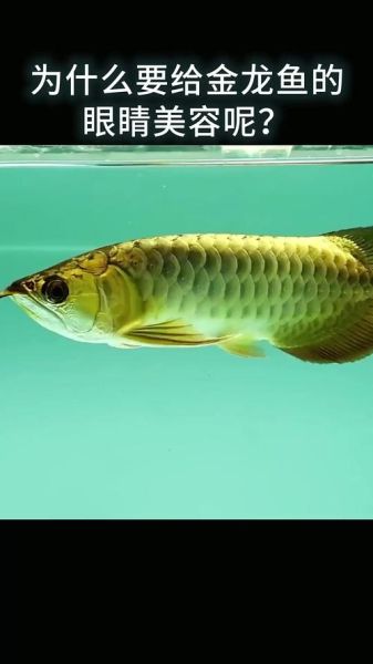 金龙鱼图片大全_如何挑选高清金龙鱼照片