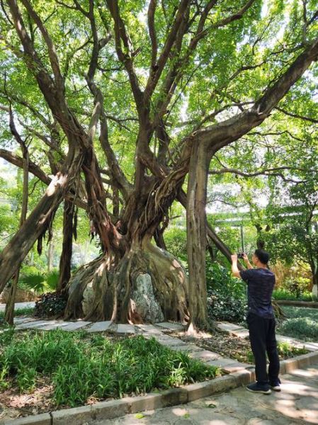 榕树图片大全大图_榕树高清图片怎么拍