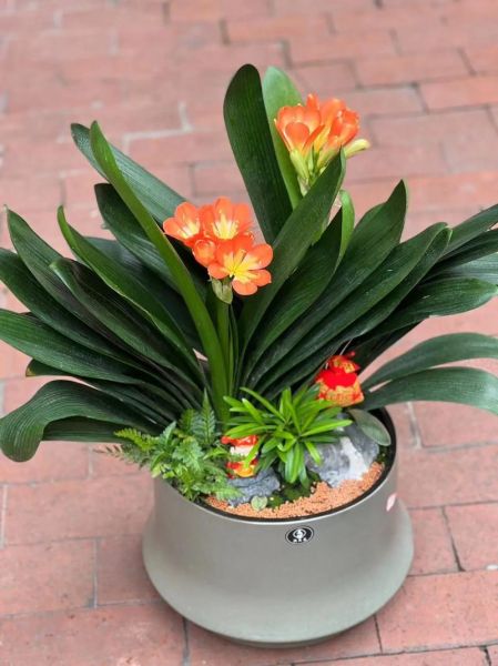 君子兰图片大全大图_如何挑选高清君子兰品种