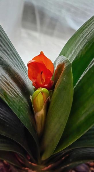 君子兰图片大全大图_如何挑选高清君子兰品种