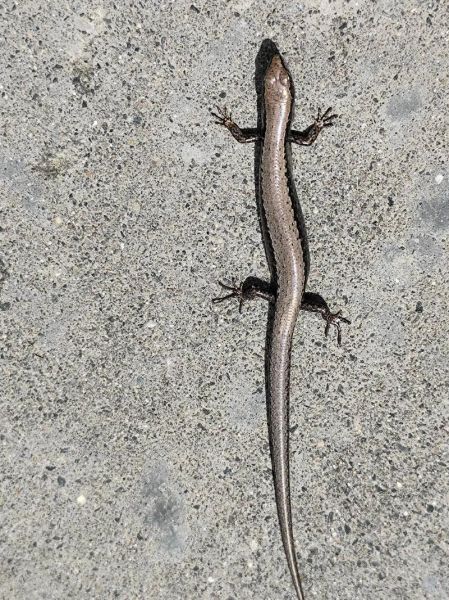 壁虎图片大全_壁虎品种有哪些