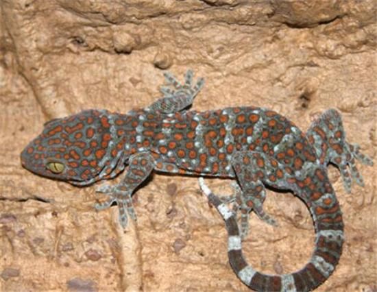 壁虎图片大全_壁虎品种有哪些