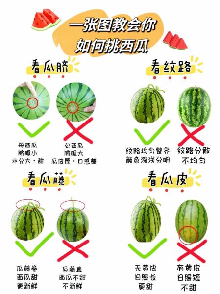 瓜的图片大全_如何快速识别常见瓜类