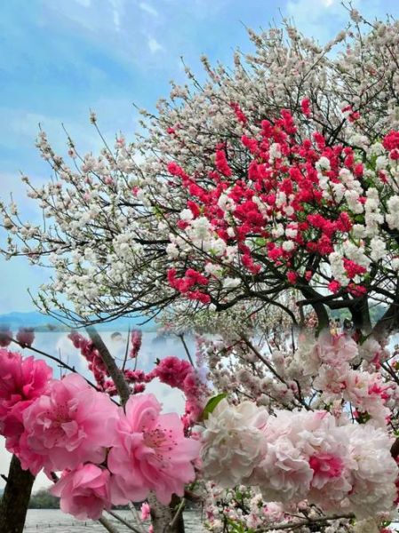 桃花图片大全高清图片_如何拍出仙气感