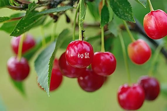 梦到樱桃是什么意思_梦见樱桃是胎梦吗