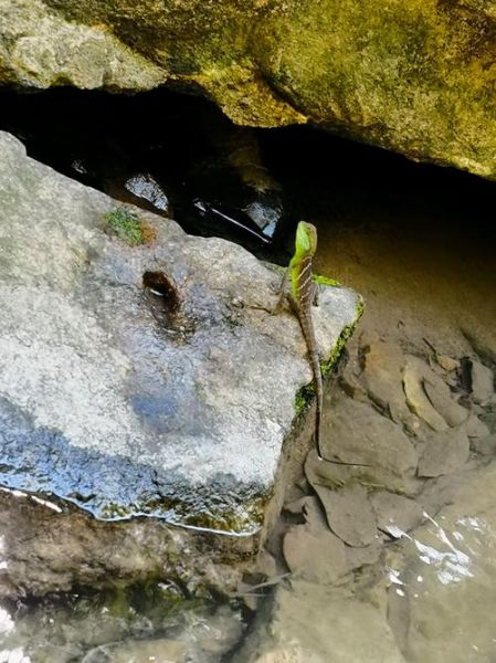 水龙图片大全_如何分辨真假水龙