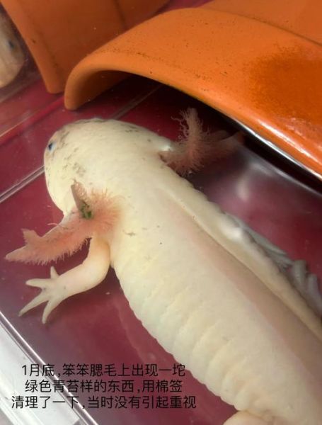 水龙图片大全_如何分辨真假水龙