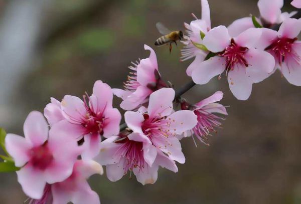 春景图片大全哪里找_如何挑选高清春景图