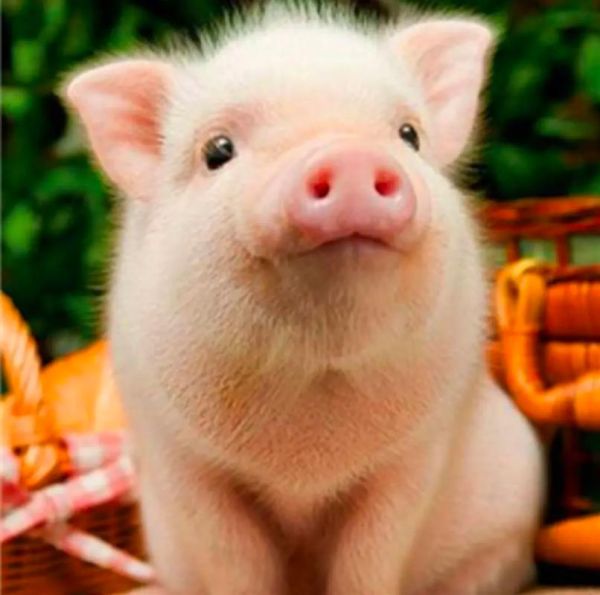 猪图片大全可爱_怎么拍才萌