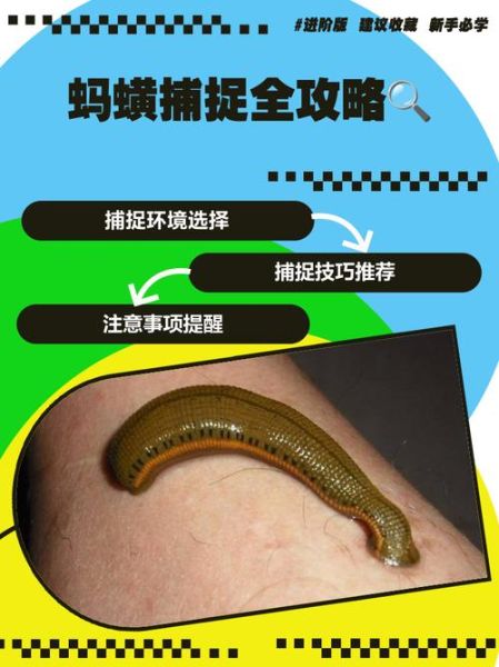 梦到蚂蝗是什么意思_梦见蚂蝗吸血怎么办