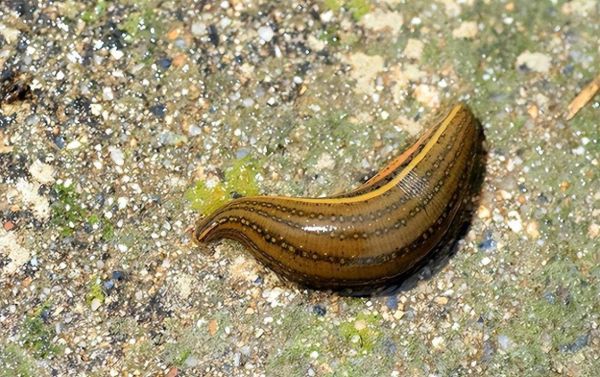 梦到蚂蝗是什么意思_梦见蚂蝗吸血怎么办