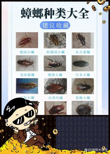 蟑螂图片大全_如何辨别常见蟑螂种类