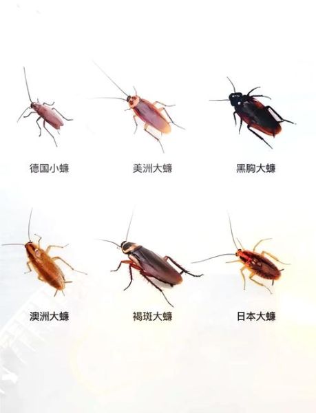 蟑螂图片大全_如何辨别常见蟑螂种类