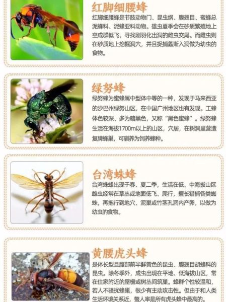 蜂子图片大全_蜂子种类识别方法