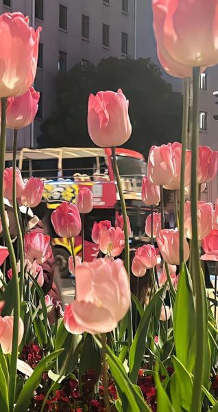 壁纸花朵图片大全_如何挑选高清花卉壁纸