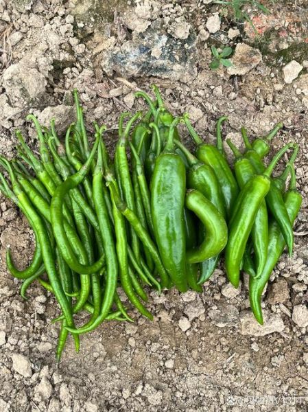 辣椒的图片大全大图_如何挑选新鲜辣椒