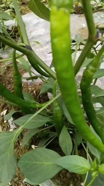 辣椒的图片大全大图_如何挑选新鲜辣椒