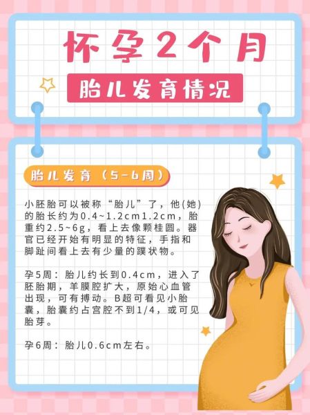 怀孕两个月胎儿有多大_怀孕两个月宝宝发育到什么程度