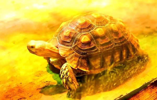 女人梦到乌龟是什么意思_女人梦见乌龟预示什么