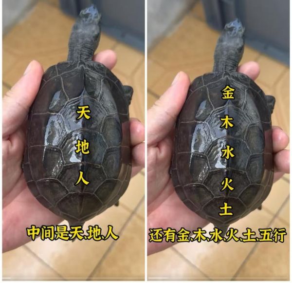 女人梦到乌龟是什么意思_女人梦见乌龟预示什么