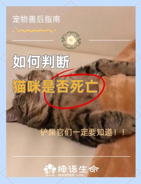 梦到猫死了是什么意思_猫死了预示什么