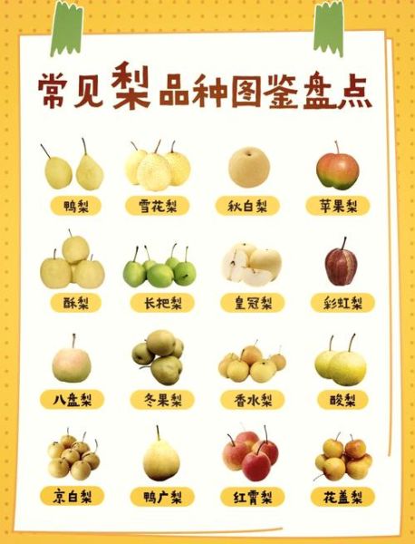 梨子品种图片大全_如何区分常见梨
