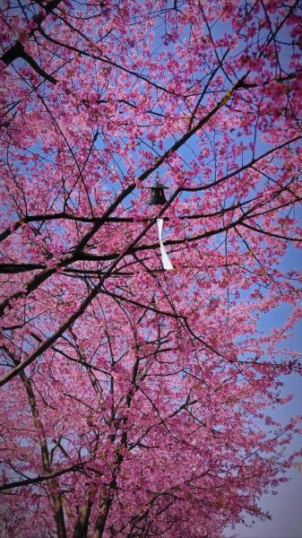 樱花图片大全高清图片_如何免费下载