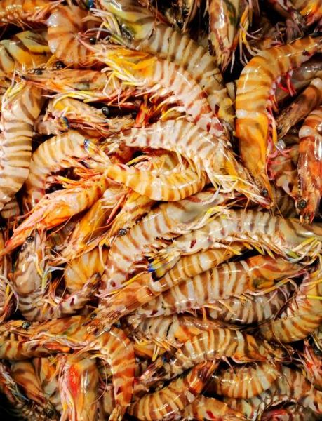 对虾图片大全_对虾品种怎么区分