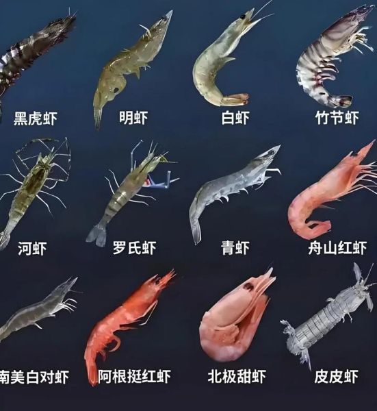 对虾图片大全_对虾品种怎么区分