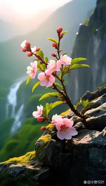 梦到桃树开花是什么意思_梦见桃花盛开预示什么