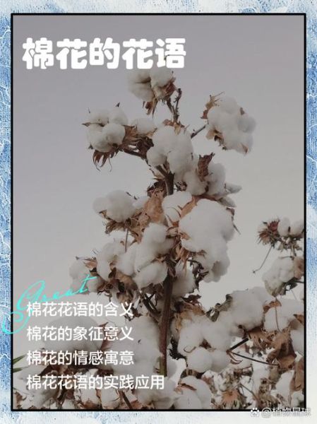 梦到棉花是什么意思_梦见棉花代表什么