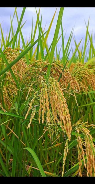 稻穗图片大全_如何拍摄金黄稻浪