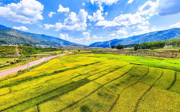 稻穗图片大全_如何拍摄金黄稻浪