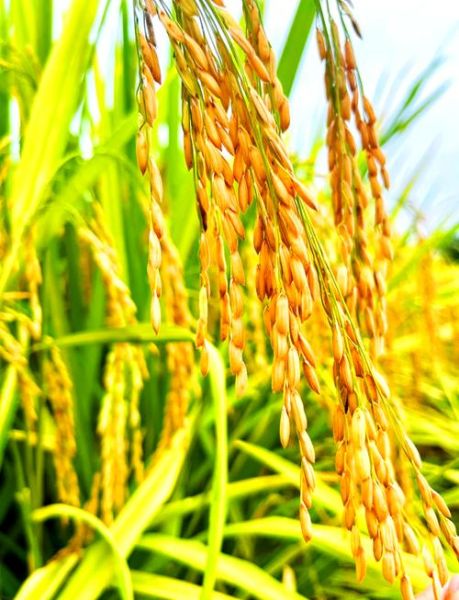 稻穗图片大全_如何拍摄金黄稻浪