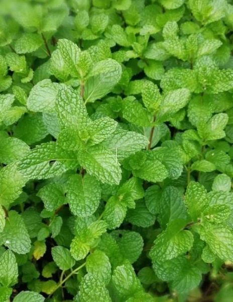 薄荷的图片大全_薄荷长什么样