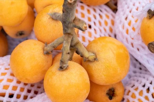 枇杷图片大全_枇杷品种高清图鉴