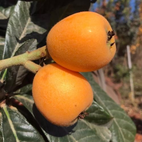 枇杷图片大全_枇杷品种高清图鉴