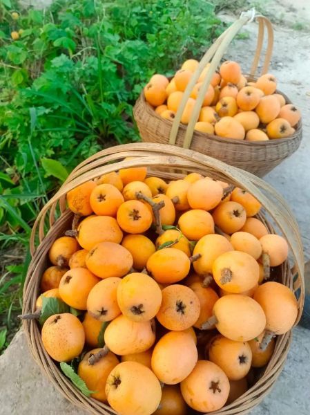 枇杷图片大全_枇杷品种高清图鉴