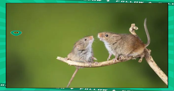 梦到一只老鼠_是什么预兆