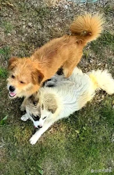 梦到捡狗是什么意思_捡到流浪狗预示什么