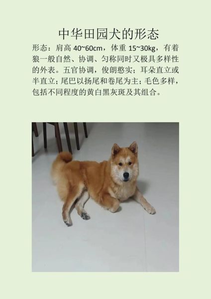 土狗图片大全_如何挑选纯种土狗