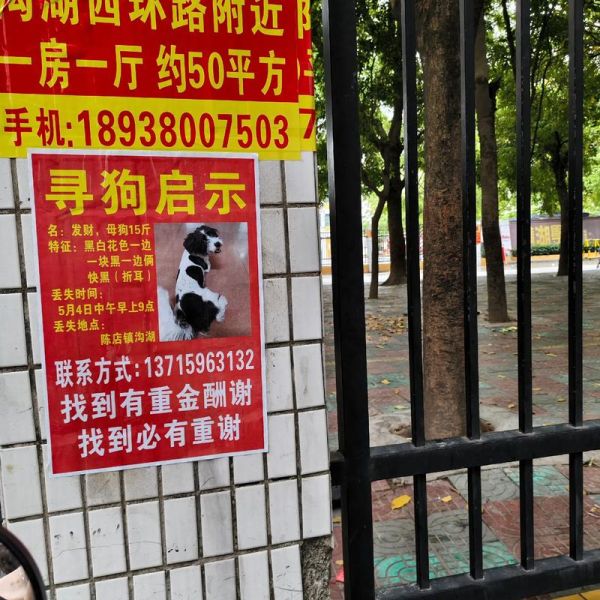 梦到捡狗是什么意思_捡到流浪狗预示什么