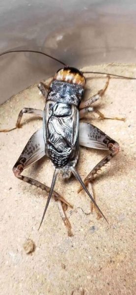 蟋蟀图片大全_蟋蟀长什么样