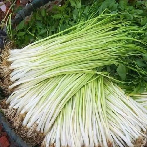 芹菜图片大全_芹菜长什么样