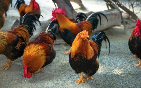 怀孕梦到鸡是什么意思_孕妇梦见鸡生男生女