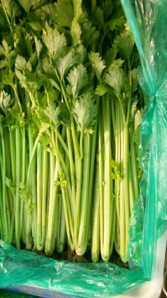 芹菜图片大全_芹菜长什么样