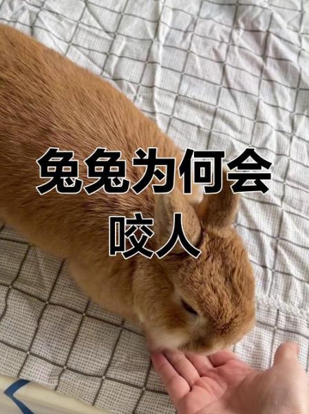 梦到兔子咬我_梦见兔子咬手是什么意思