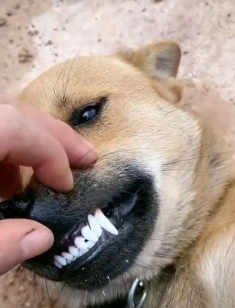 狗牙迅雷下载_狗牙迅雷下载地址在哪