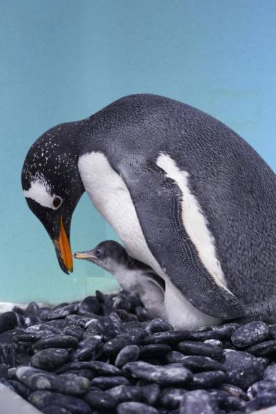 企鹅长什么样_企鹅图片大全哪里找